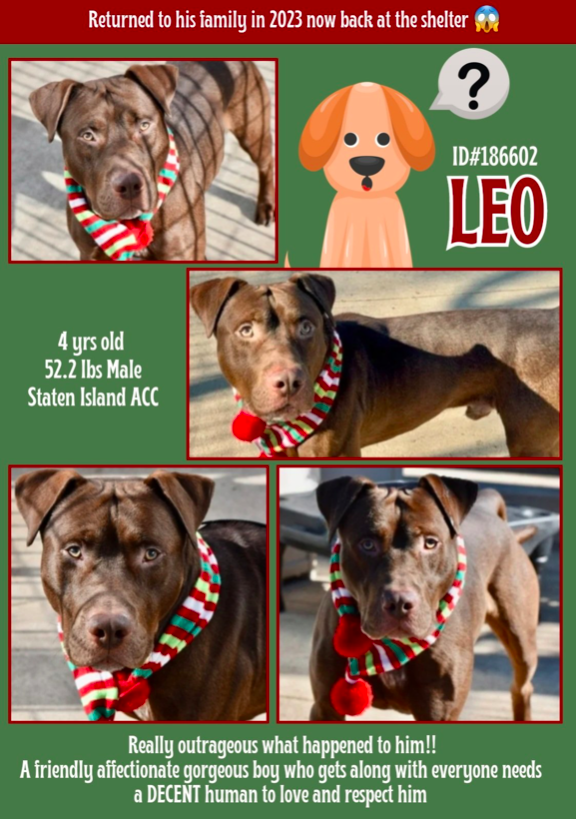 zjnov22's tweet photo. 🧸Leo🧡 🐕 #StatenIsland ACC🚨 #NY
💔#foster #fosteringsaveslives #adopt🌻🏕️🦋
#rescue🌟 A volunteer has described Leo as “charming”
and a “one-of-a-kind companion”💕 Please adopt him if
you can💛 🚨New Intake ✨ID #186602🌟 #NYC https://t.co/cBmAw4QwRC