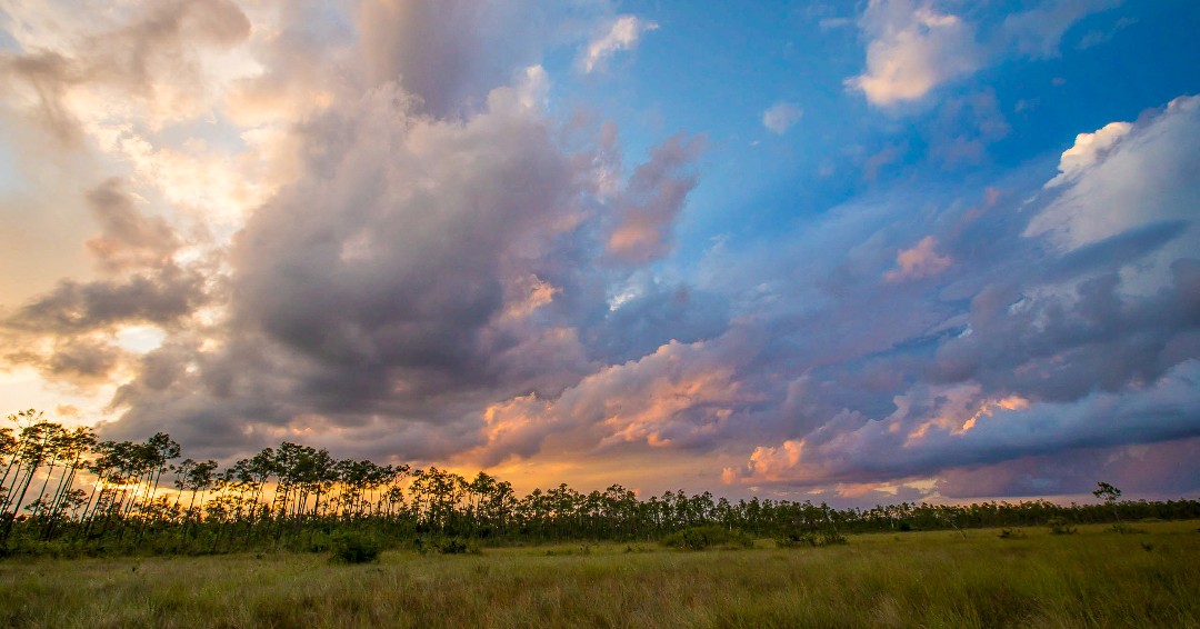 We are pleased to report that our Everglades staff are safe after Hurricane Milton. The park sustained minimal damage in the form of downed trees and temporary flooding.  
#PlanLikeARanger and remember to check ‘Alerts’ on: ow.ly/LjW350TK5bY 
NPS Photo by Federico Acevedo