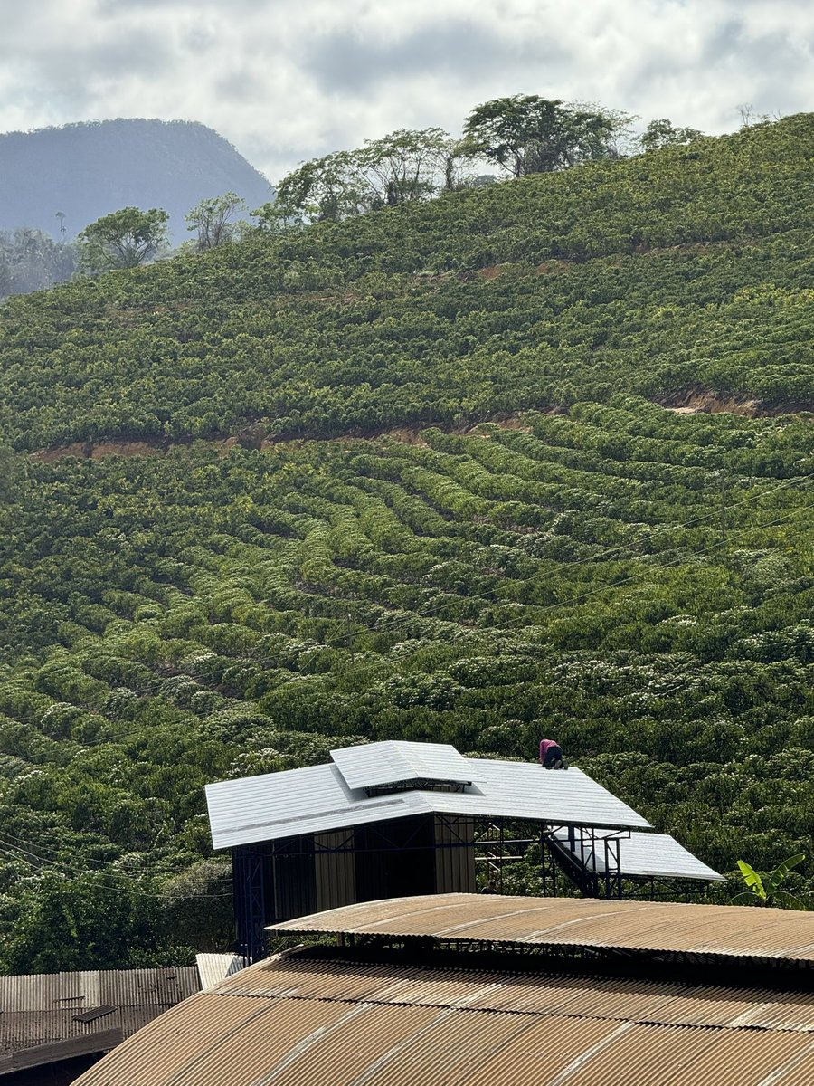 BertoloMayko's tweet image. Café robusta #caferobusta uma explosão no mercado financeiro:

Estamos vendo o café robusta conhecido como CONILION disparar os preços e superar o café Arábica. 
Fatores influenciadores: Crise hídrica no Vietnã 🇻🇳, impacto do Dólar e entre outros.

Previsões futuras?Só Decolar 🚀