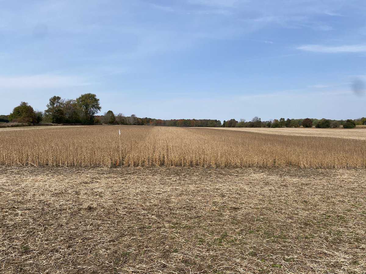 Toddridge Farm Services Ltd. (@toddridgefarm) on Twitter photo Another <a href="/PioneerSeedsCA/">Pioneer Seeds Canada</a> soybean plot off! New Z series 09’s leading the way, with the A series beans nipping at its heels! Corn plot results won’t be far away either #madetogrow #whathappensnexthappenshere Another <a href="/PioneerSeedsCA/">Pioneer Seeds Canada</a> soybean plot off! New Z series 09’s leading the way, with the A series beans nipping at its heels! Corn plot results won’t be far away either #madetogrow #whathappensnexthappenshere