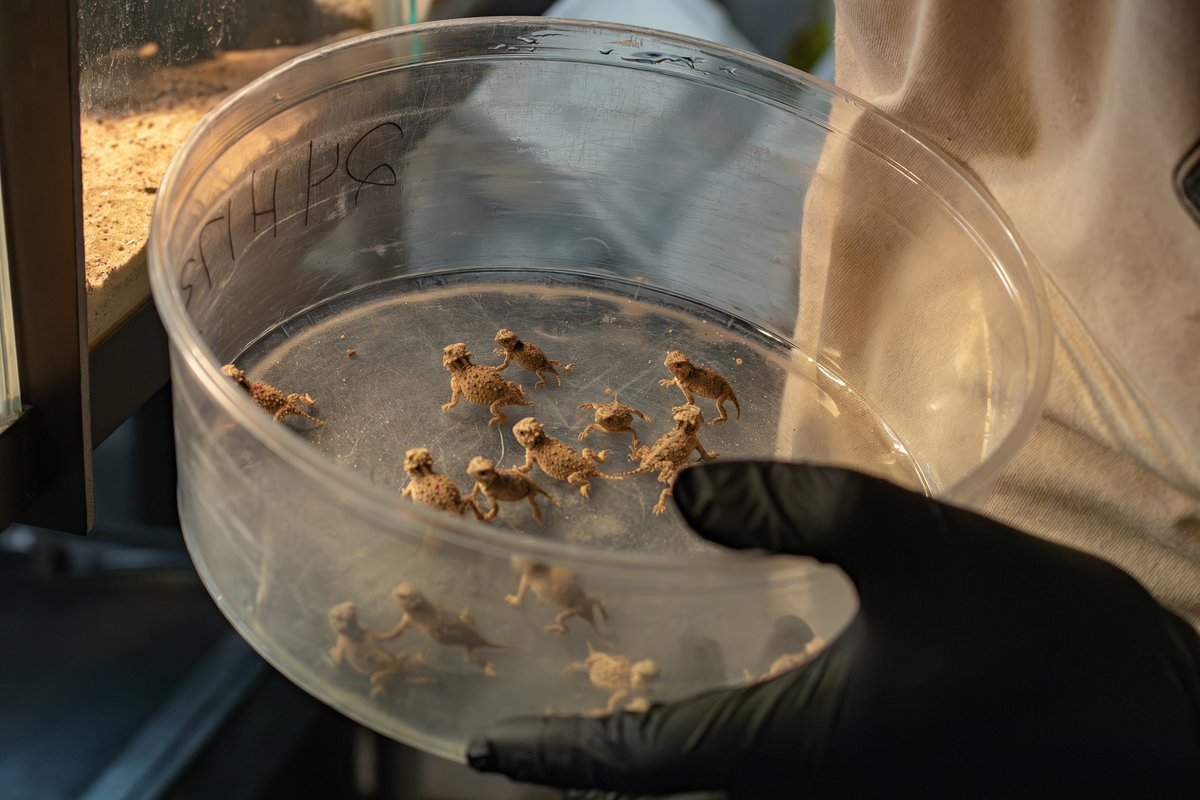 Dallas Zoo tweet media