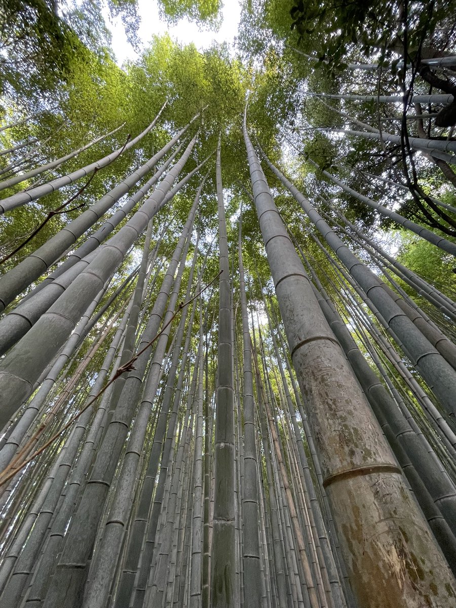 PeterboroughTra's tweet photo. #BambooForest Arashiyama Bamboo Grove https://t.co/XCgho788E4
