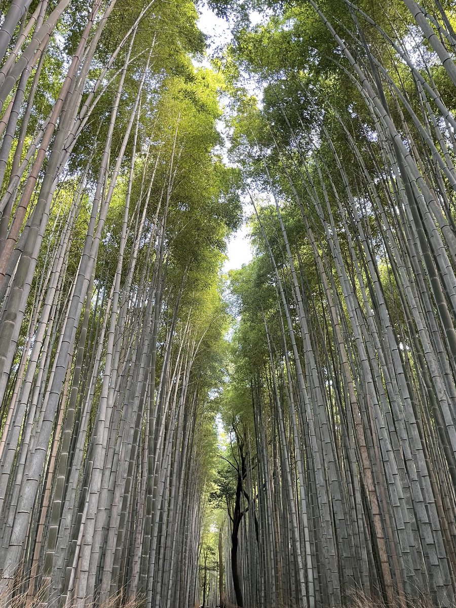 PeterboroughTra's tweet photo. #BambooForest Arashiyama Bamboo Grove https://t.co/XCgho788E4