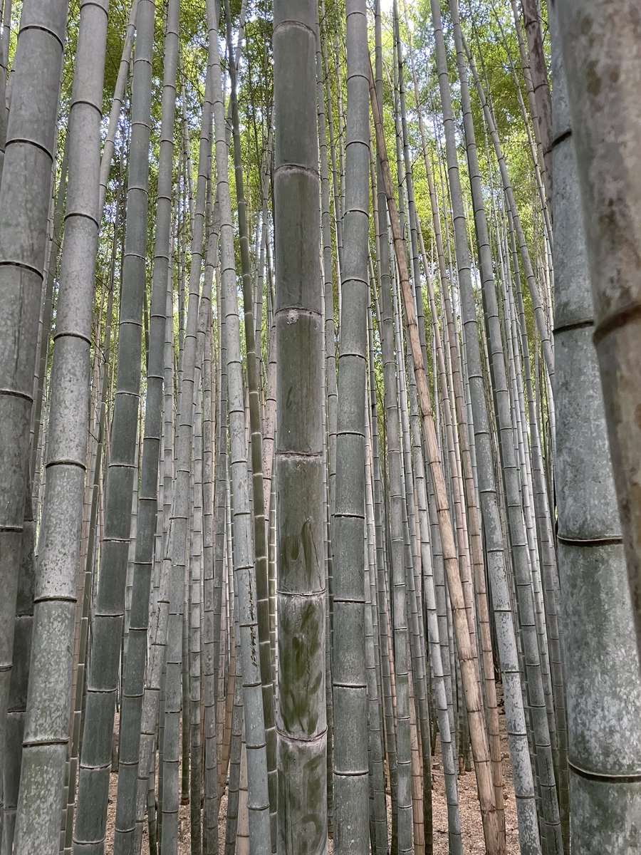 PeterboroughTra's tweet photo. #BambooForest Arashiyama Bamboo Grove https://t.co/XCgho788E4