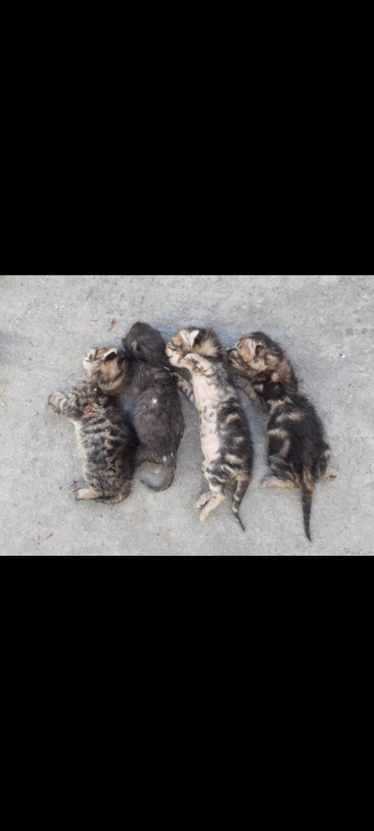 oguzat3ss's tweet photo. Cocuklarımızı ve kadınlarımızı rahat bırakın dedik bırakmadılar hayvanlarımızla uğraşmayın dedik katlettiler ve hâlâ tek konuştukları şey filistin pardon ama kimin umrunda? Daha kendi ülkenizde ki katliamları önleyemiyorsunuz
#GebzedeKatliamVar 
#GebzeKatilleriTutuklansın https://t.co/dxE9LYH5O3