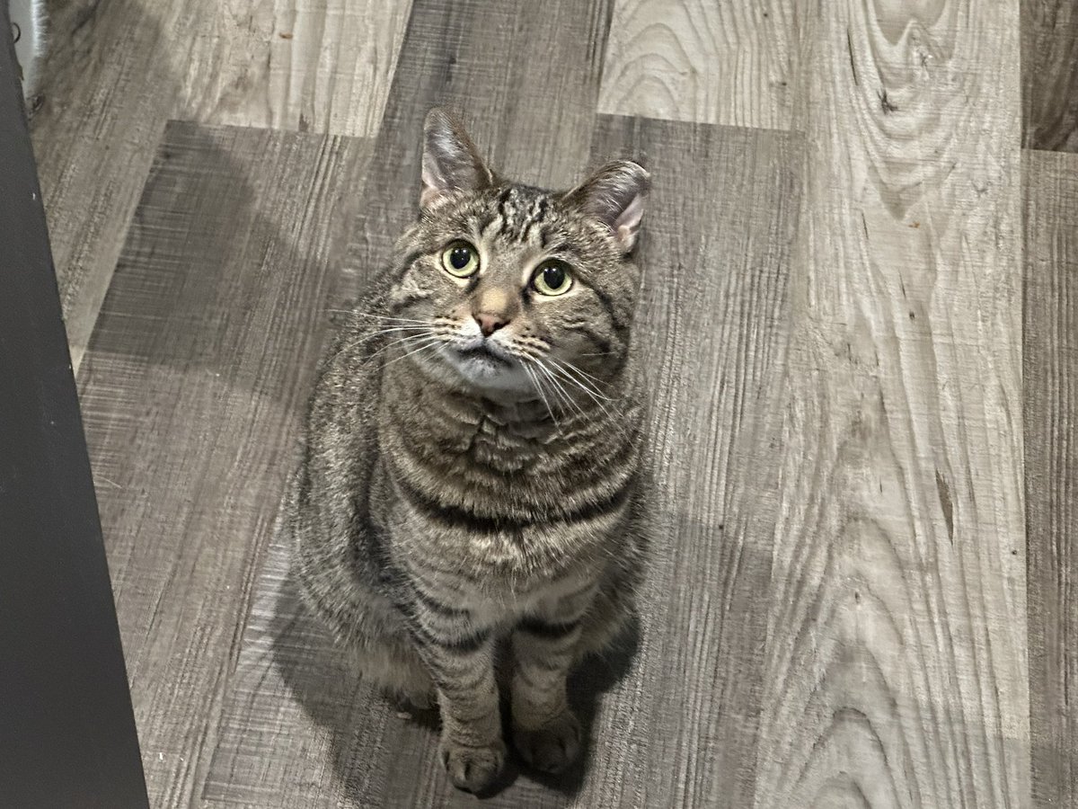 Stray Liotta, Hey Spots! tweet media