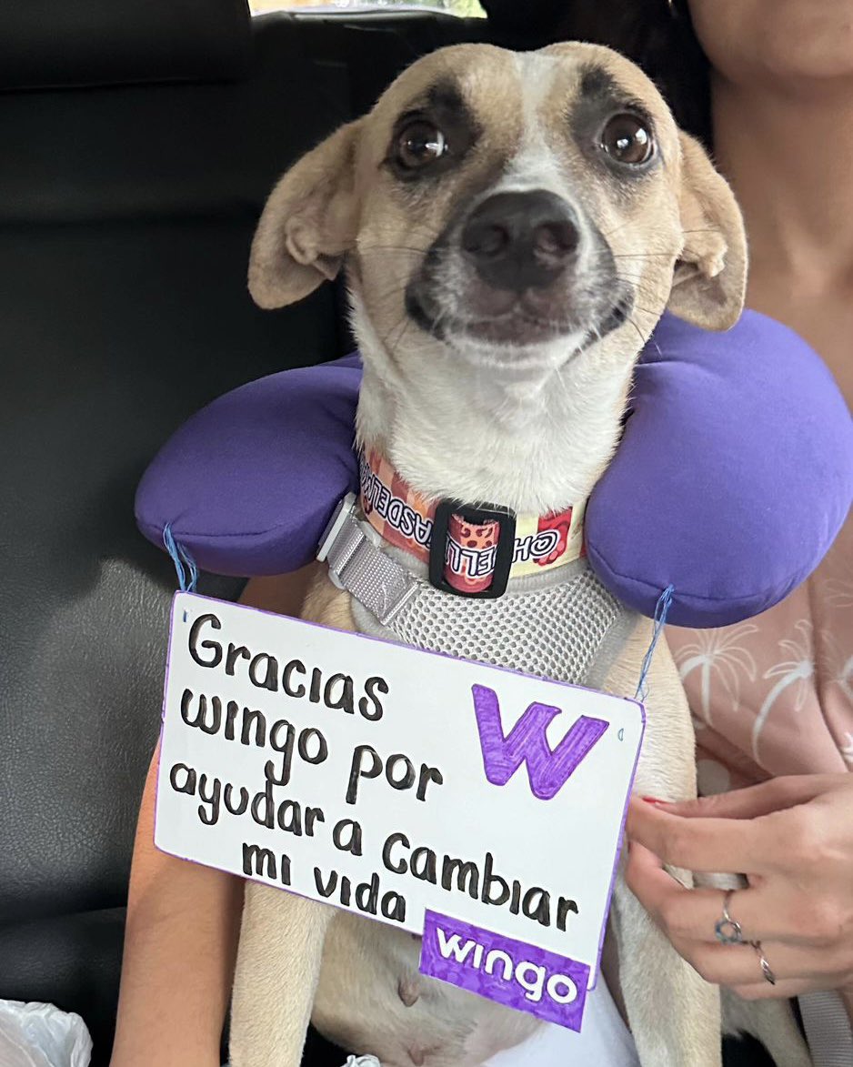 wingo's tweet photo. En Wingo, creemos que los miembros peludos de la familia merecen volar con todo el amor y cuidado🐾. Y aunque varias aerolíneas se rehusaron a llevar a Aurora en cabina por su peso… (hilo) https://t.co/klAkS58yWX
