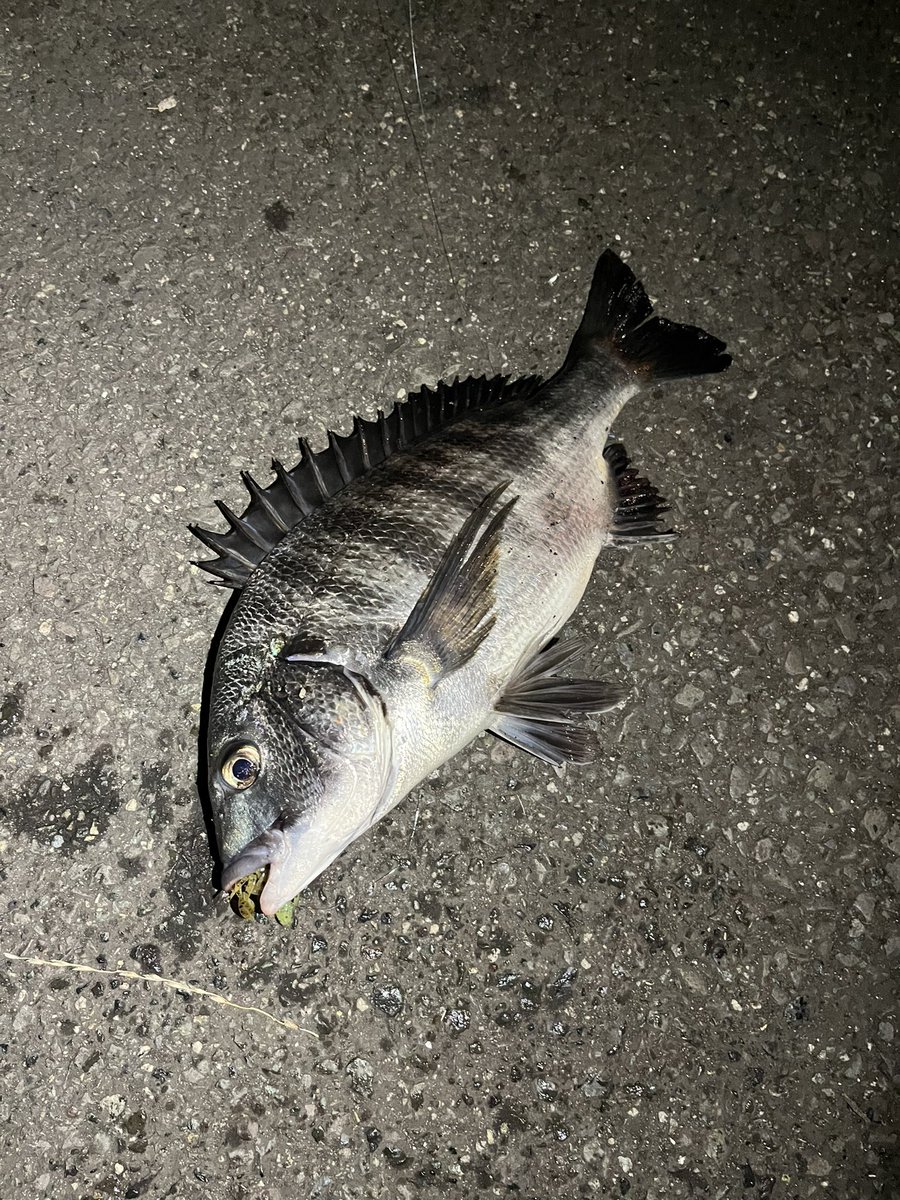 pyonpyonwt's tweet image. うむ美しい