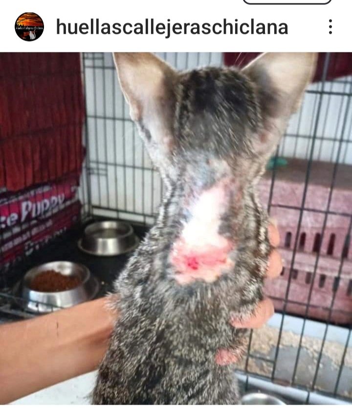 Marisa84157935's tweet photo. #chiclana #Cadiz
La #perreracadiz, #perreradechiclana tiene perros y gatos estado lamentable😭😡😡#MaltratoAnimal
Se han decidido a denunciarlo #huellascallejeraschiclana
@ayto_chiclana
Demasiadas #perreras qué #maltratan animales y cada vez salen+a la luz
No se debe permitir https://t.co/2epmp1qxml