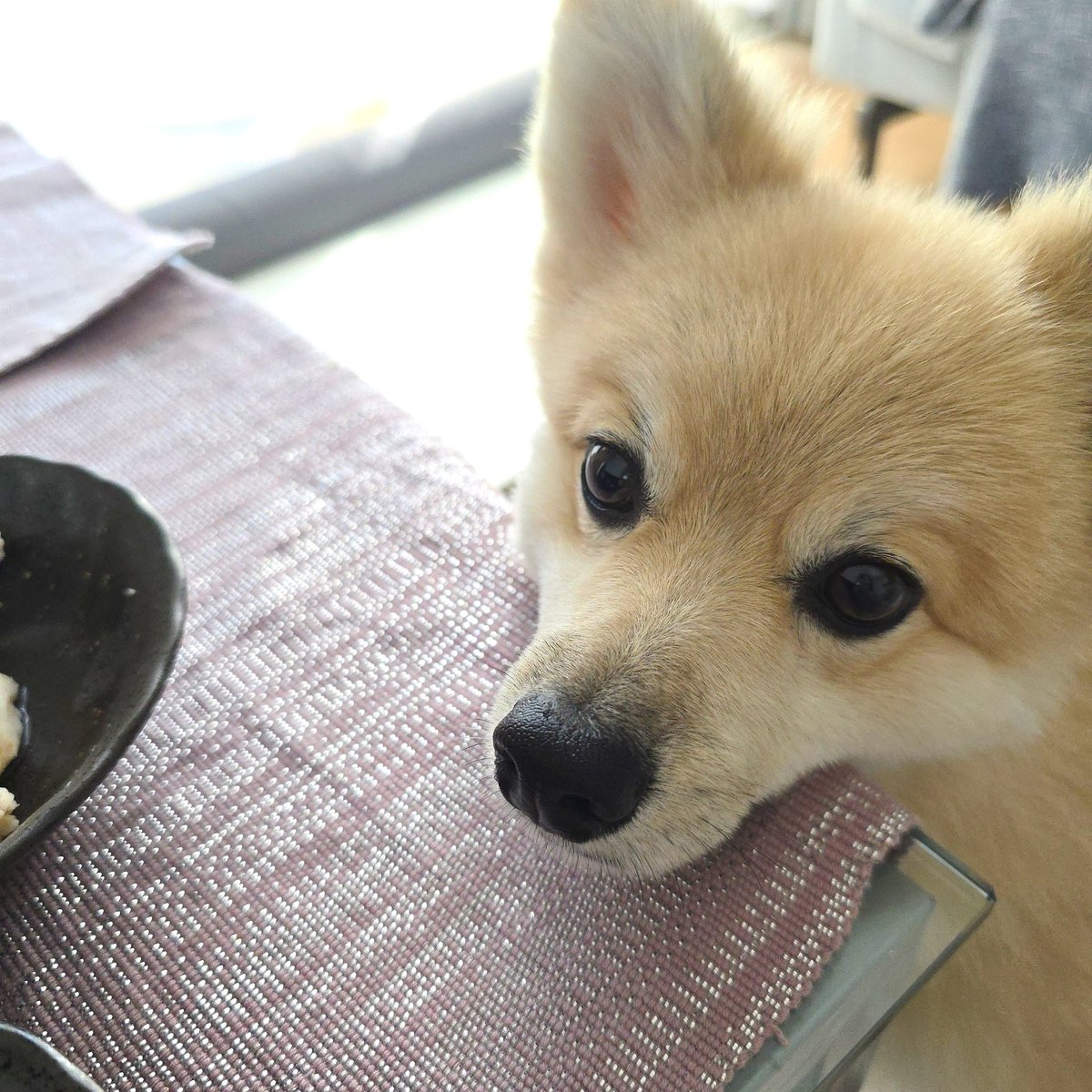 cocomaru_0711's tweet photo. .

ママの朝ごはんを狙う
　　　ここまるさん…😇⸰ 𖥔 ͙ࣳ

#ポメラニアン #柴犬カット 
#pomeranian #dogoftheday 
#犬のいる生活 #犬のいる幸せ https://t.co/NdEK96cNy6