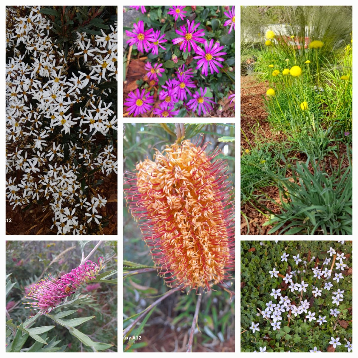 Laura Chien tweet media