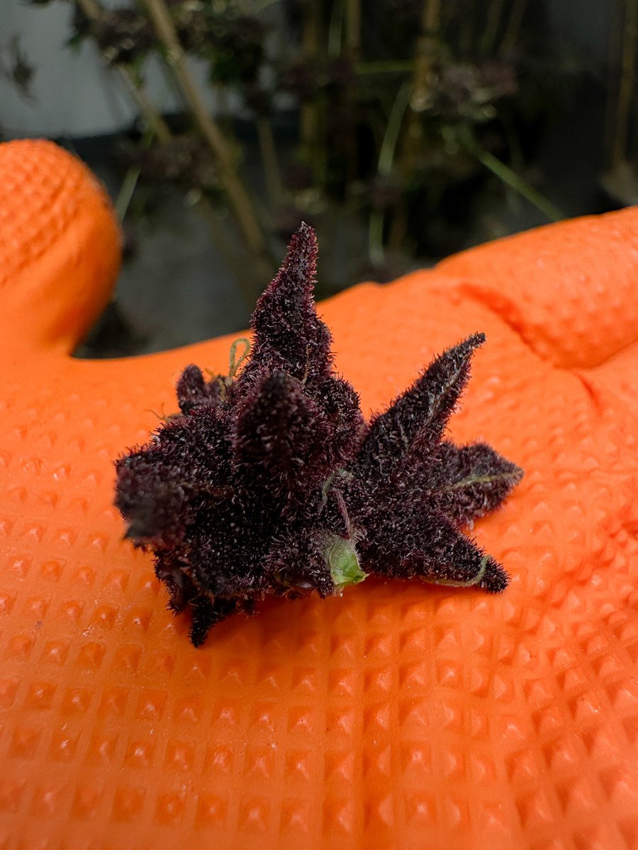SolfireGardens's tweet image. A little Greasy Funky Chunk of them Space Buns our Solo Cup Challenge Strain! Who’s ready ?  4k in prizes germination starts Nov. 1st 

discord.gg/solfiregardens 📲

#SolfireDiscord #LetTheGamesBegin

#SpaceBuns #LSP #SoloCup24 #SolfireOrNoFire