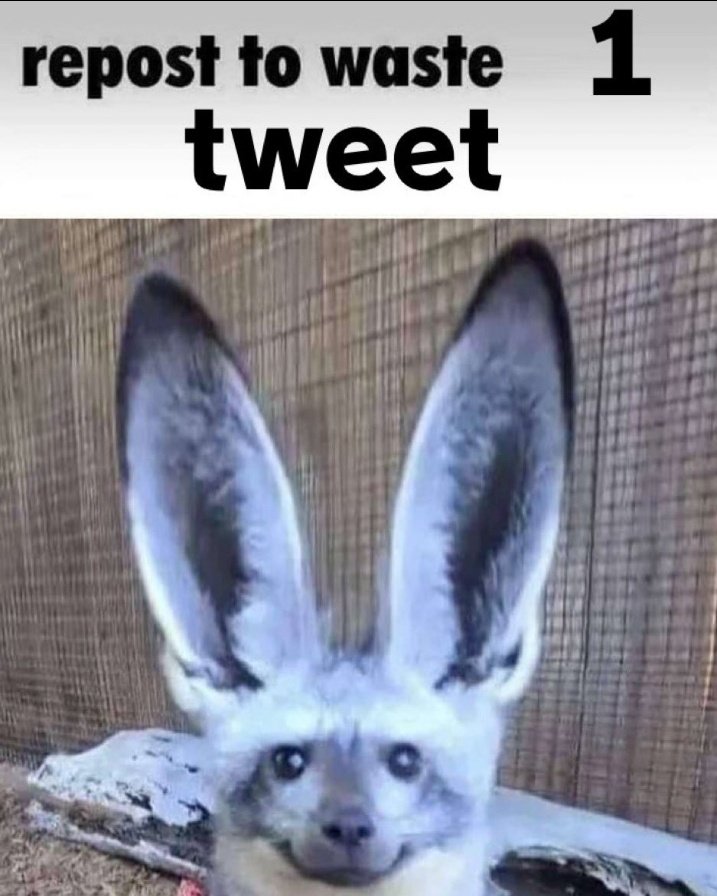 🍁 𝓣𝓱𝓮 𝓕𝓸𝔁 𝓛𝓲𝓯𝓮 🌾🦊 (@thefoxlife) on Twitter photo 
