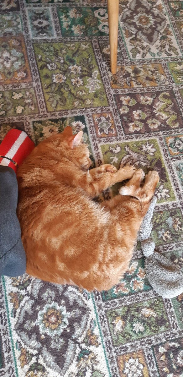 Fiona H Kierton 💖🕊✝️🇺🇦🏳️🌈🇨🇮 tweet media