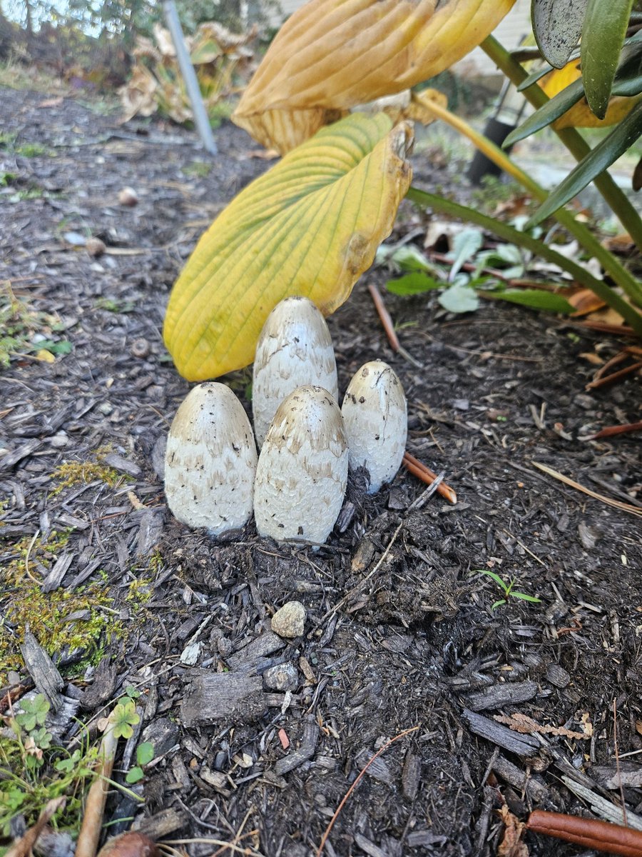 corinne gordon tweet media