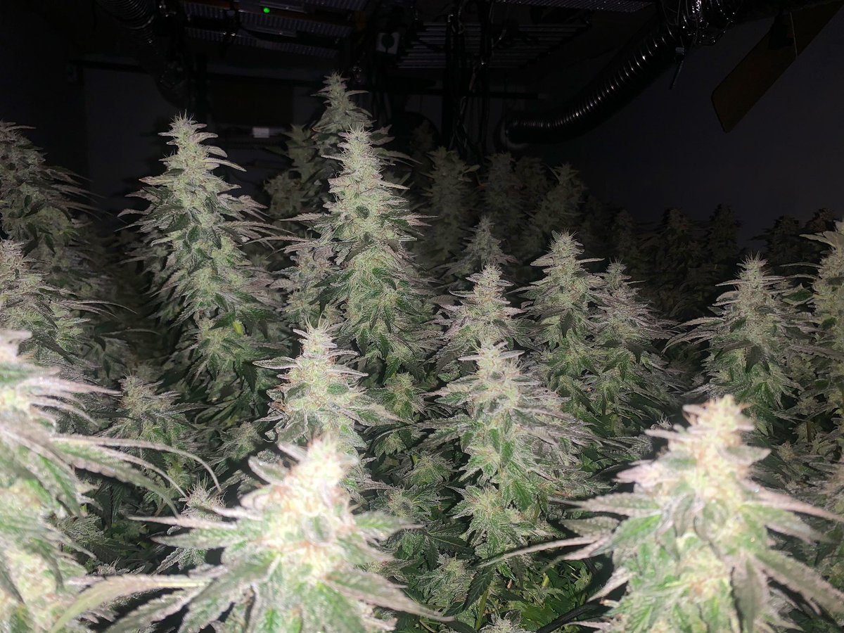 ChimpaGrow (@chimpagrow) on Twitter photo 