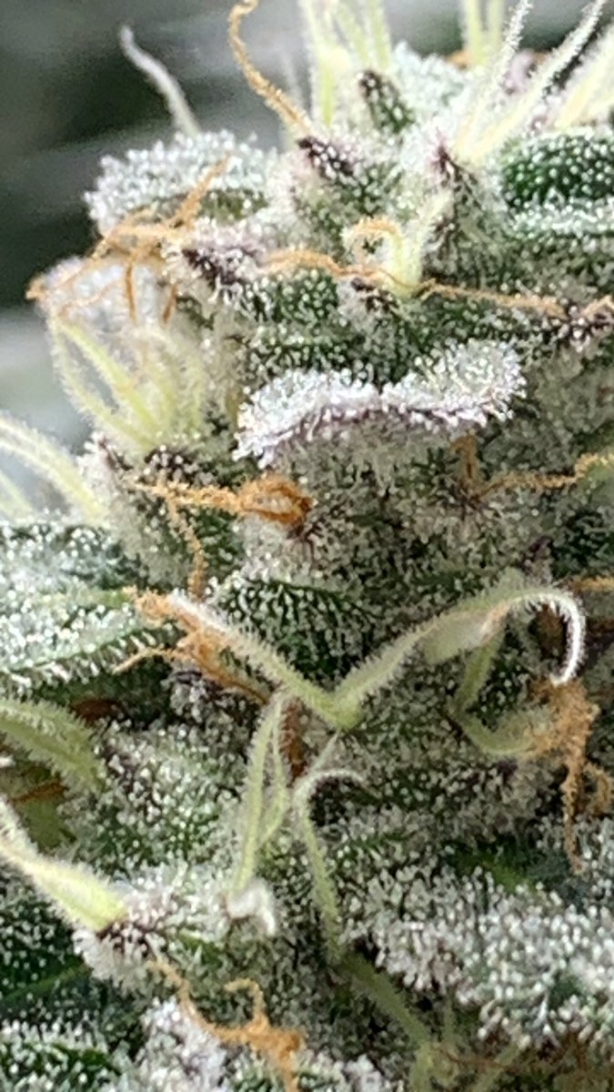 ChimpaGrow (@chimpagrow) on Twitter photo 