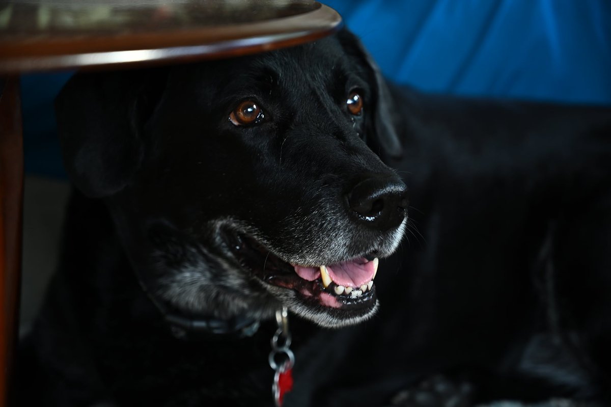 Welp, on Monday I will conduct my first work day as a tech writer (ever) without my dog sitting near or under my desk. Over a decade of being my writing buddy. I'm gonna miss her a lot.

Cancer sucks.