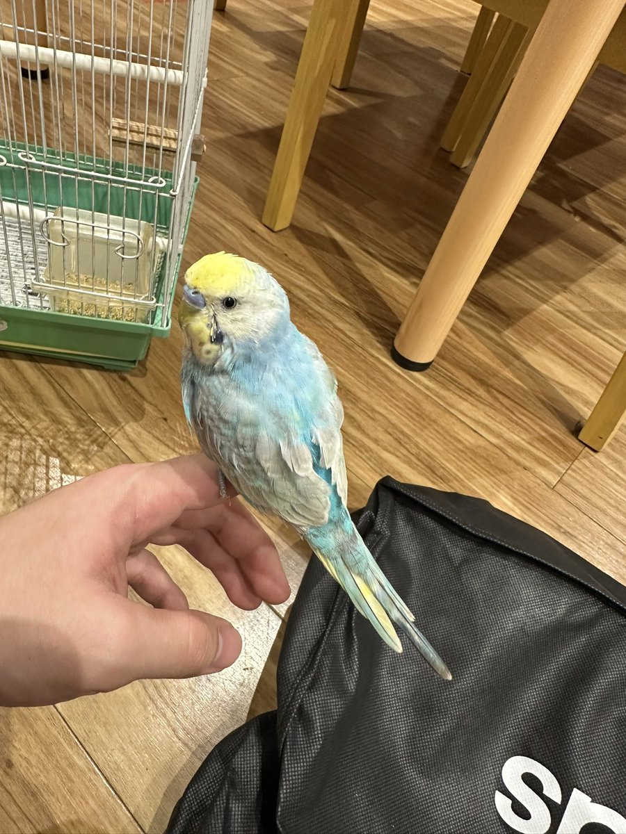 toshi5401123's tweet photo. #東京都 #足立区 で #迷子セキセイインコ を #保護 して下さいましたヾ(^▽^)ﾉレインボーのインコちゃんをロストされた方はお問い合わせしてみて下さい🙇‍♀
お心当たりのある方はいらっしゃいませんか？
#迷子鳥 #保護セキセイインコ #保護されています https://t.co/ecpbnurAiQ