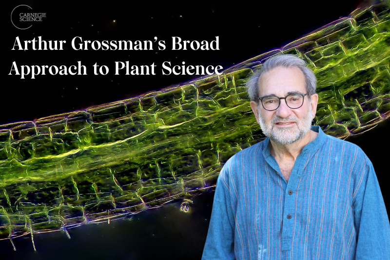 Arthur Grossman is Carnegie Science's newest member of the National Academy of Sciences. We sat down with him to discuss his wide-ranging research program and the philosophy that's resulted in decades of groundbreaking plant science. carnegiescience.edu/news/arthur-gr…