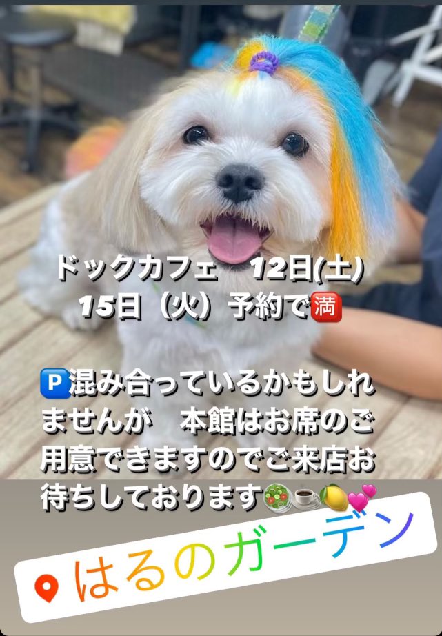 haruno_garden's tweet photo. おはようございます✨

今日と来週の火曜日のドッグカフェはご予約で満席となりました。

ワンちゃん連れでお越しくださる予定にしてた方には大変申し訳ありません。

はるのガーデン

⭐️本日もよろしくお願いします⭐️ https://t.co/gDlIyiNkZr
