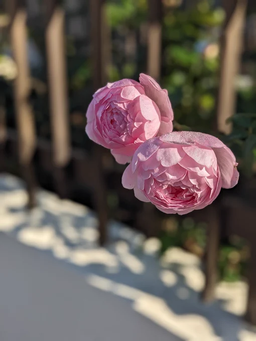 朝の散歩、もう霜が降りていたけど、植物たちはまだ元気で美しいっす。雪が降るまで楽しめるかな。 
