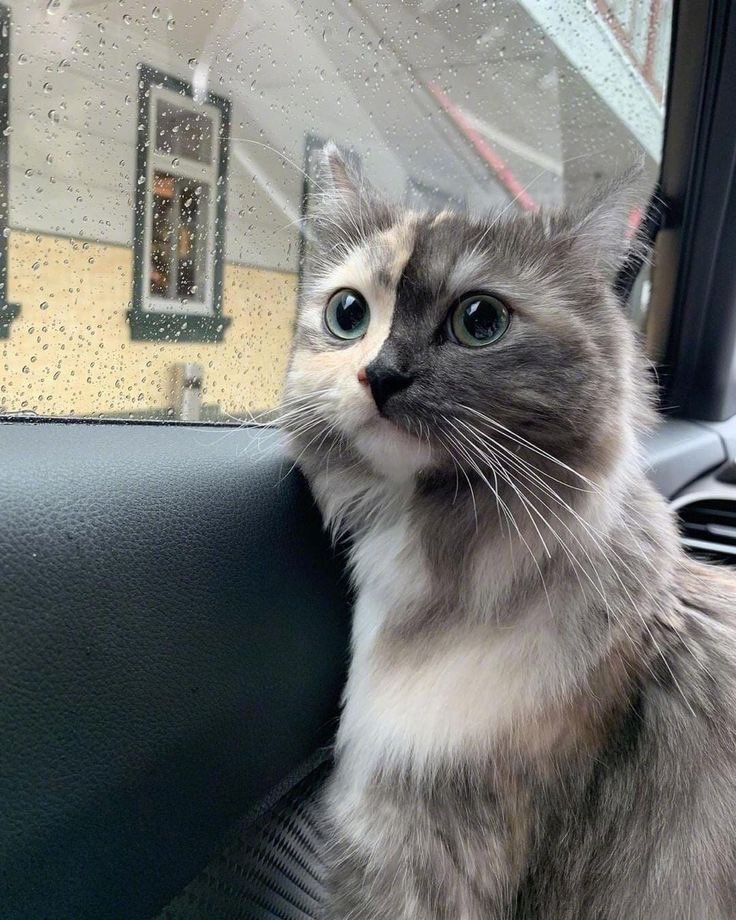 PunchingCat's tweet image. passenger princess