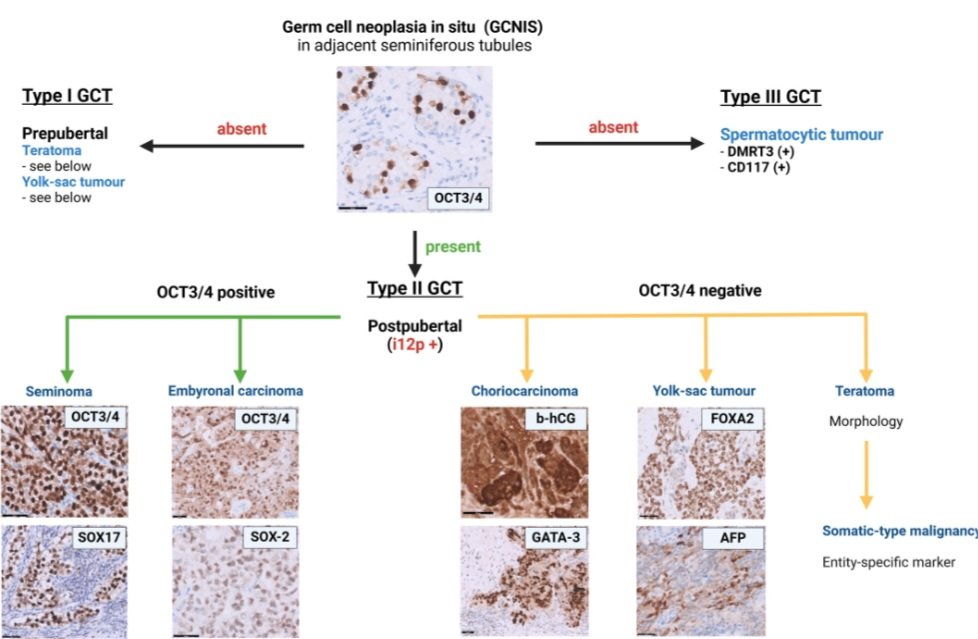 Felipe Templo Jr. ,MD, MBA 🕊 tweet media