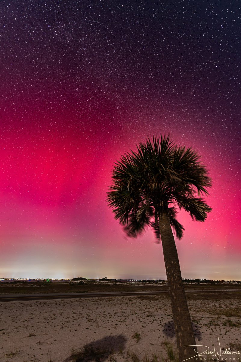 DWPhotographed's tweet image. THE NORTHERN LIGHTS OVER FLORIDA!
The Aurora Borealis shining bright over a palm tree along Pensacola Beach, FL coast!
A sight that may never be seen again! Wow!
(Taken 10/10 at 9:30pm)