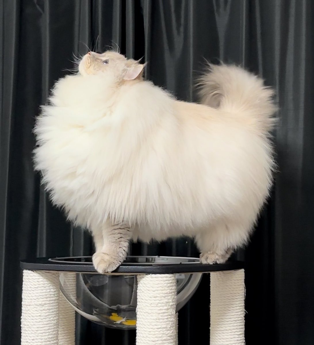 いや、横の姿すごいな？！
※猫です