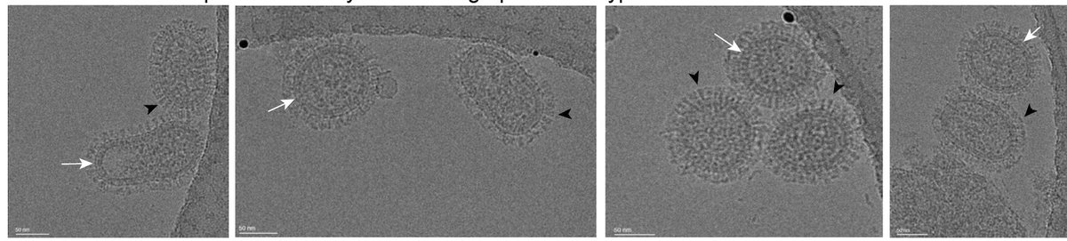 Cryo-EM images of wildtype H5N1 influenza virus. Imaged on our in-lab 100 keV Tundra cryo-TEM . In collaboration with Nick Heaton and Brook Heaton, just out in Journal of Virology: journals.asm.org/doi/10.1128/jv…