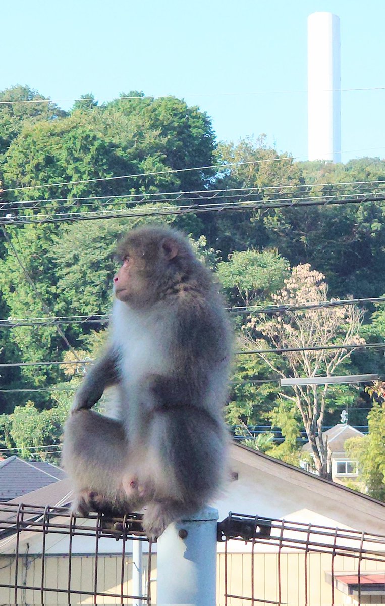 茅ヶ崎 片手サル ) そろそろ名前をつけましょう。丹下左膳は右手がなく