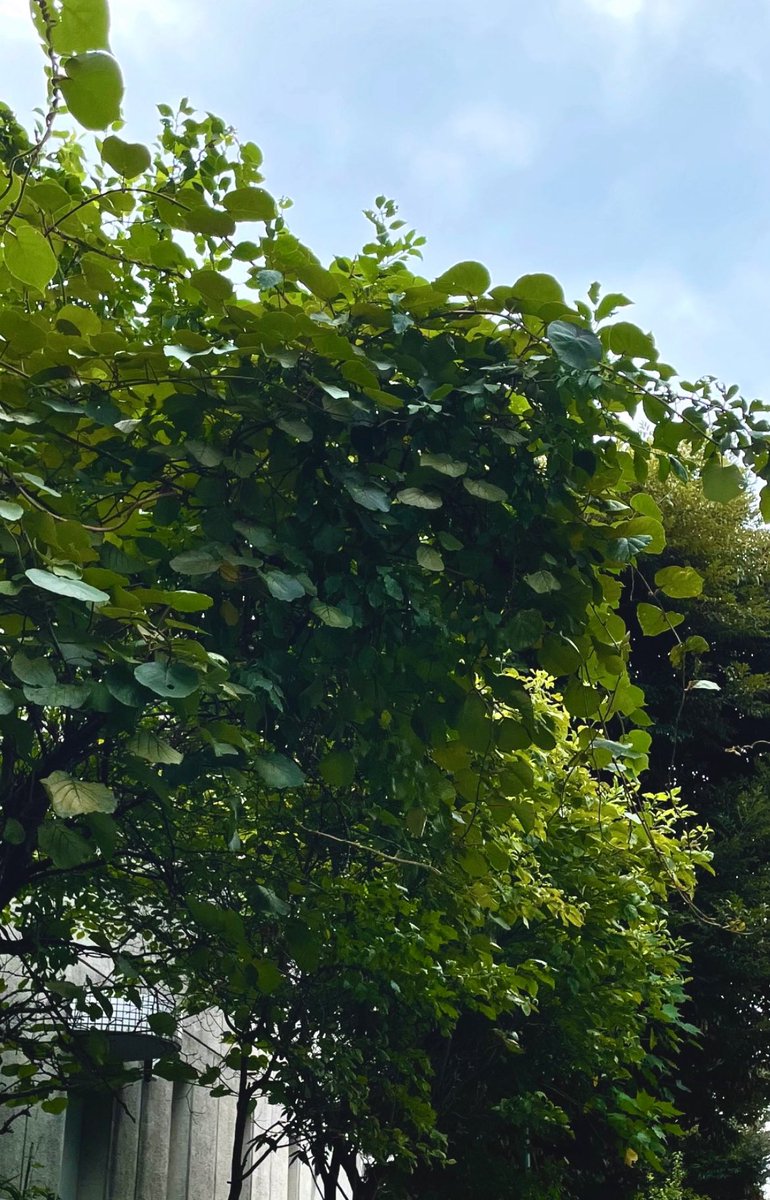 okair1's tweet photo. 停戦だけではなく根本にある植民地主義、アパルトヘイトを終わりに!
平和の前にパレスチナ解放!
FreePalestine! Ceasefire NOW!
#FreePalestine #StopGenocide #StopIsrael #FreeLebanon #CeasefireNOW #StopBombing #HandoffPalestine #HandoffWestbank #HandoffNorthernGaza #HandoffLebanon https://t.co/JieynQSGsA