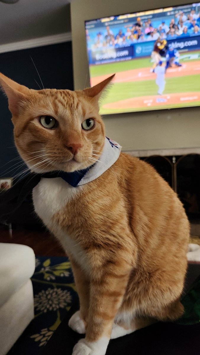 Rally Cat tweet media