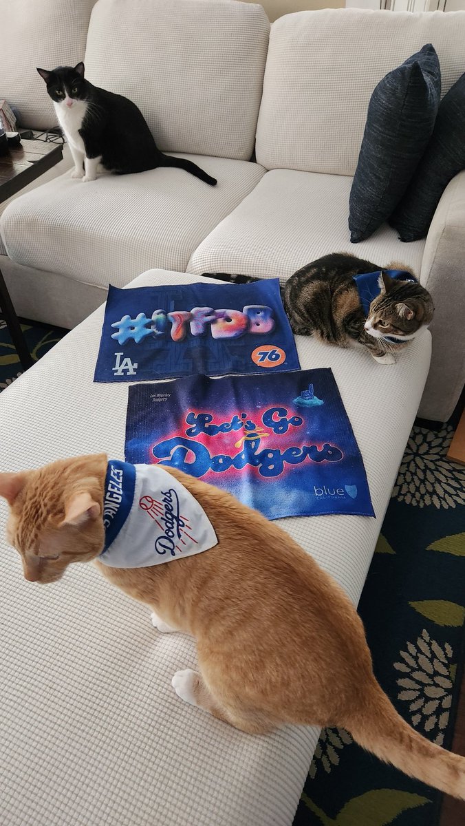 Rally Cat tweet media