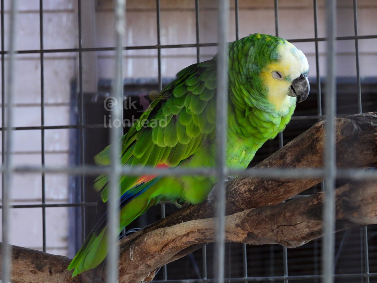 lik_nasua_nasua's tweet photo. まだ眠いの…眠りたいの💤
#久留米市鳥類センター
#キボウシインコ #アオ♀
#YellowshoulderedAmazon https://t.co/6vh5JpfGfu