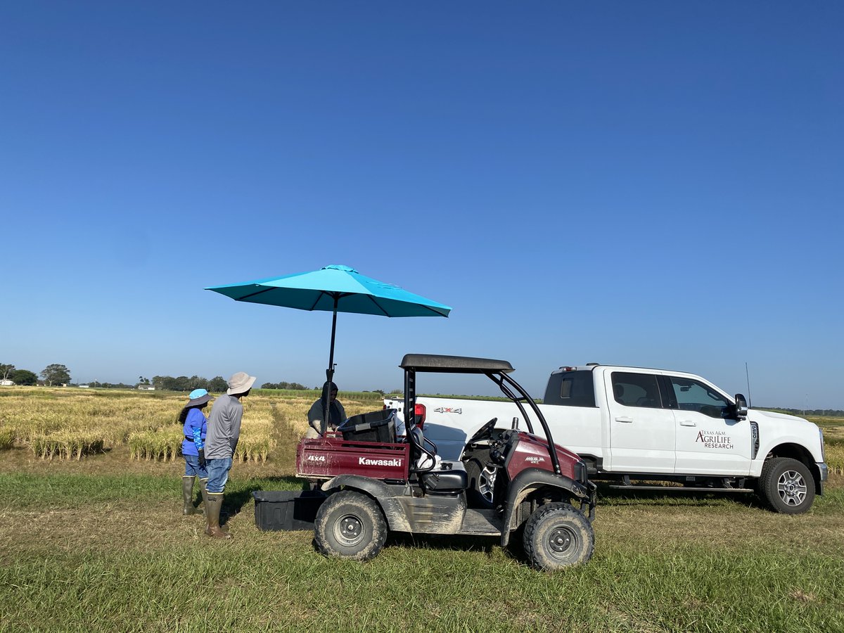 Gurjeet_AgSci's tweet photo. #ResearchUpdate2024 πΊπΈ
#RiceTeam whole week busy with #RiceHarvesting with @Zurn_Harvesting and panicle collections and other activities at Beaumont Research Station @TAMUAgriLifeBEL @txresearch @AgriLife @TAMU
Stay tuned for more updates!
#RiceBreeding
#Agriculture https://t.co/rKr3yPkhmM