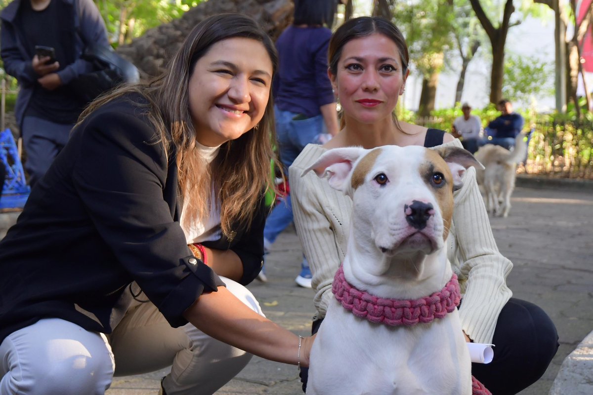 AzcapotzalcoMx's tweet photo. 🐶😺 ¡Jornada de Atención Animal! 

🐾 Tuvimos nuestra primer jornada de bienestar animal que incluyó vacunación antirrábica, estética básica, consulta médica y lo más importante, pláticas sobre la concientización animal. https://t.co/7VdPse3Fgr