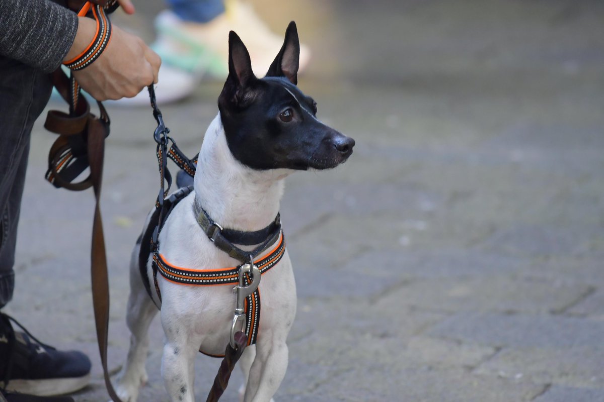 AzcapotzalcoMx's tweet photo. 🐶😺 ¡Jornada de Atención Animal! 

🐾 Tuvimos nuestra primer jornada de bienestar animal que incluyó vacunación antirrábica, estética básica, consulta médica y lo más importante, pláticas sobre la concientización animal. https://t.co/7VdPse3Fgr