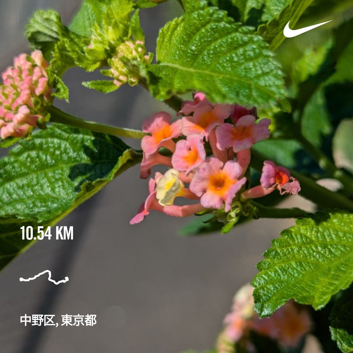 koihiro2000's tweet photo. いつもの近所ランニング🎽
久しぶりに10km！
ランタナキレイ(⁠ʘ⁠ᴗ⁠ʘ⁠✿⁠) https://t.co/ijKCeCRBxd