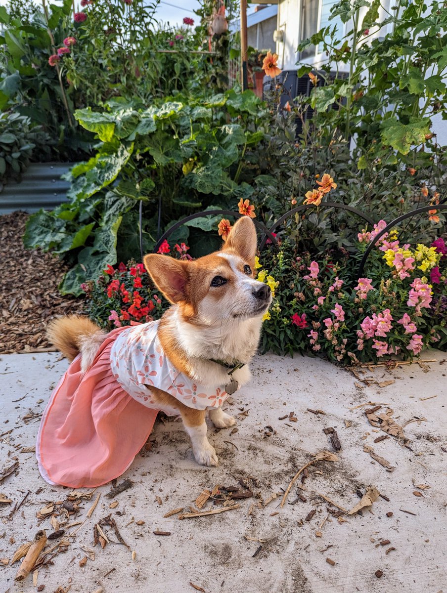 My dog, Ricotta, is in a contest to be the ✨cover model ✨for a calendar from the wonderful Korean/American rescue we adopted her from.
If you have a moment and the means, please vote for her! All donations go to the rescue so they can keep saving pups.

gogo.photo/552268