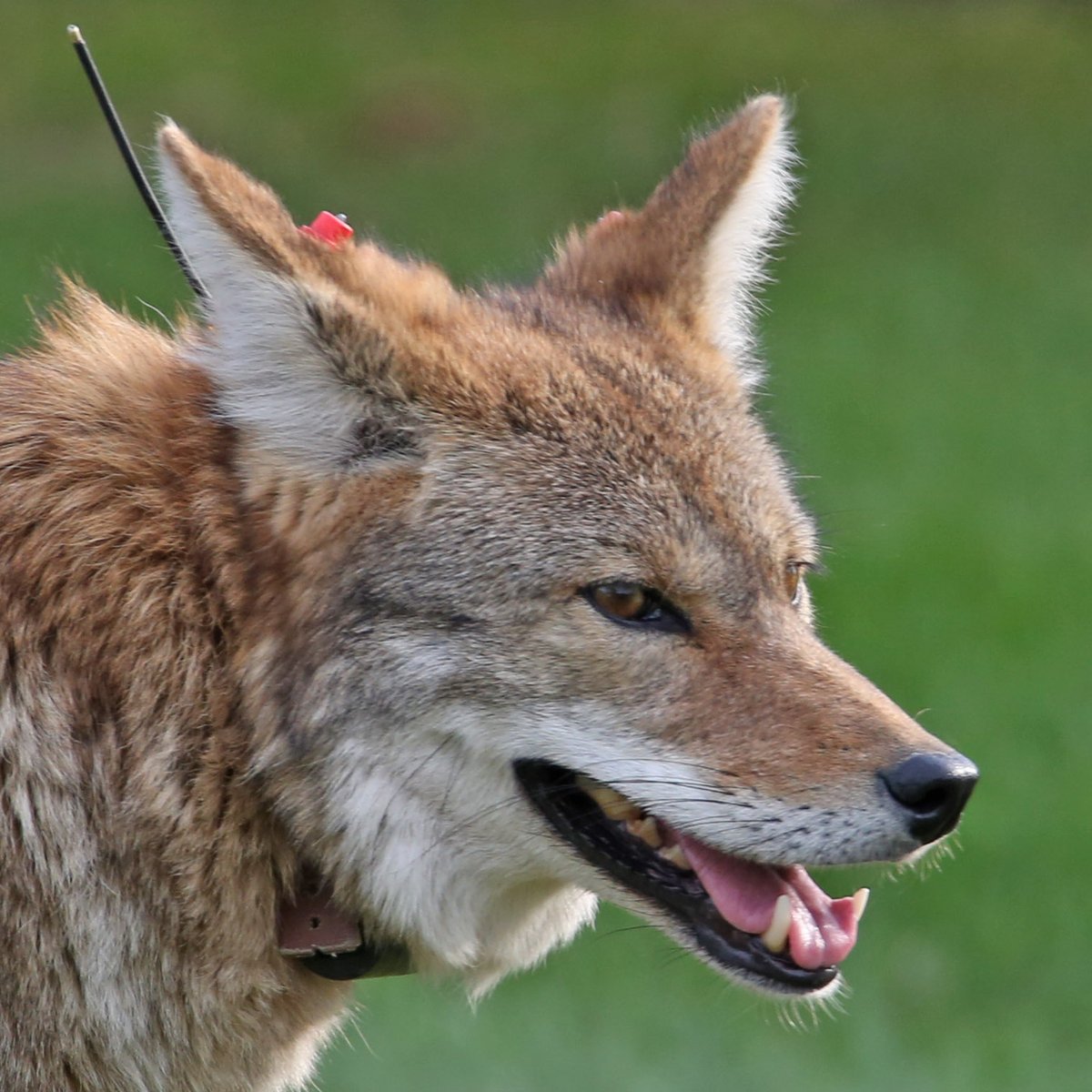 Robert Loerzel tweet media