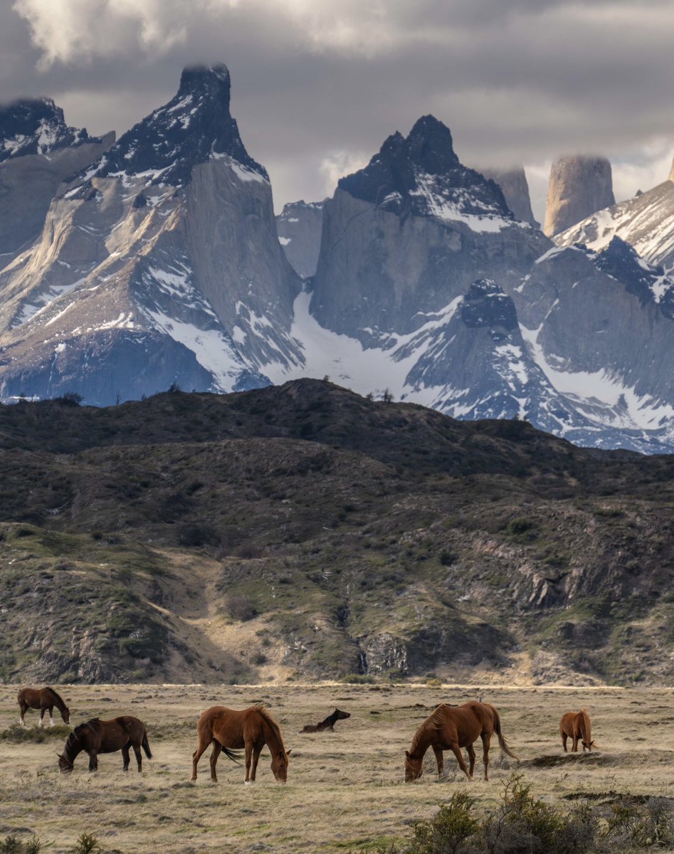 Un grupo de caballos esta semana en Torres del Paine. Que tal esta escena? #Chile 🏔️