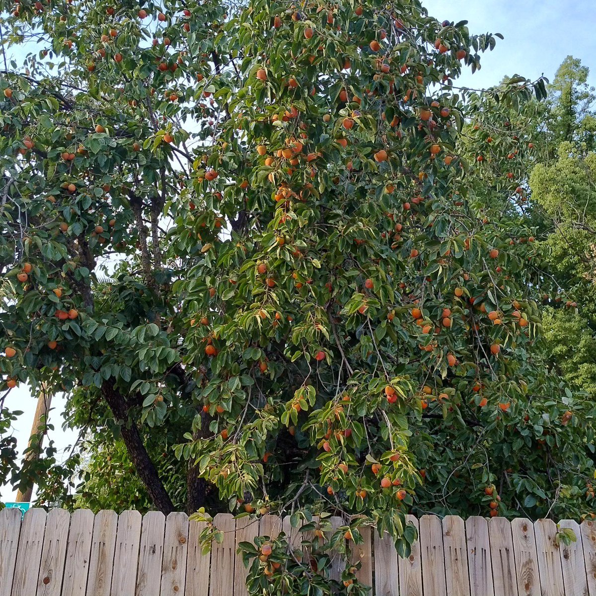 TipsyDixit's tweet photo. Persimmon harvest season is upon us and I am in for a world of suffering (and snacks)

We picked 85 lbs of fruit off this tree today. Can you tell? Because I can't. https://t.co/ZYcE8AcOFE