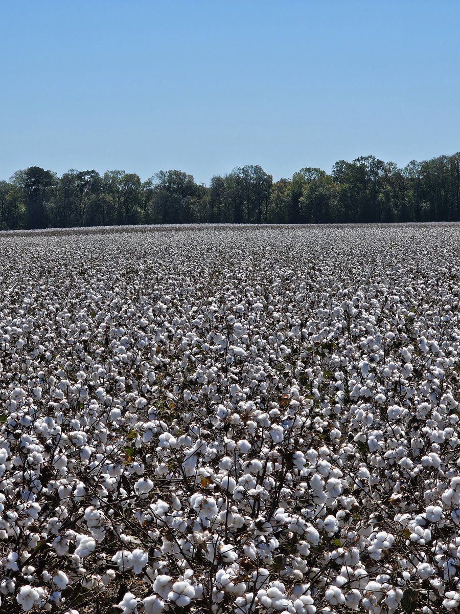 Blake Lanton (@blakelanton) on Twitter photo Looking down the row of some irrigated Central AL PHY 411. May be the best field I've seen this year. <a href="/PhytoGenCotton/">PhytoGen Cottonseed</a> Looking down the row of some irrigated Central AL PHY 411. May be the best field I've seen this year. <a href="/PhytoGenCotton/">PhytoGen Cottonseed</a>