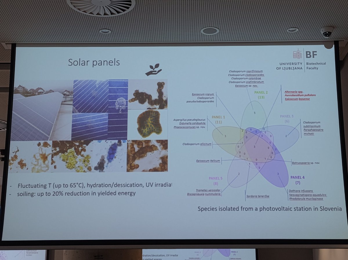Mycologists check your solar panels! Fungi are everywhere, many new species underway to be described by Polona Zalar &amp; her team (<a href="/UL_BioTech/">UL, Biotehniška fakulteta</a>) as presented at #BalkanFungus2024 &amp; #ibbs19 <a href="/IBBSociety/">IBBS Official</a> <a href="/ISHAM_Mycology/">ISHAM</a> <a href="/_Westerdijk_/">Westerdijk Institute</a>