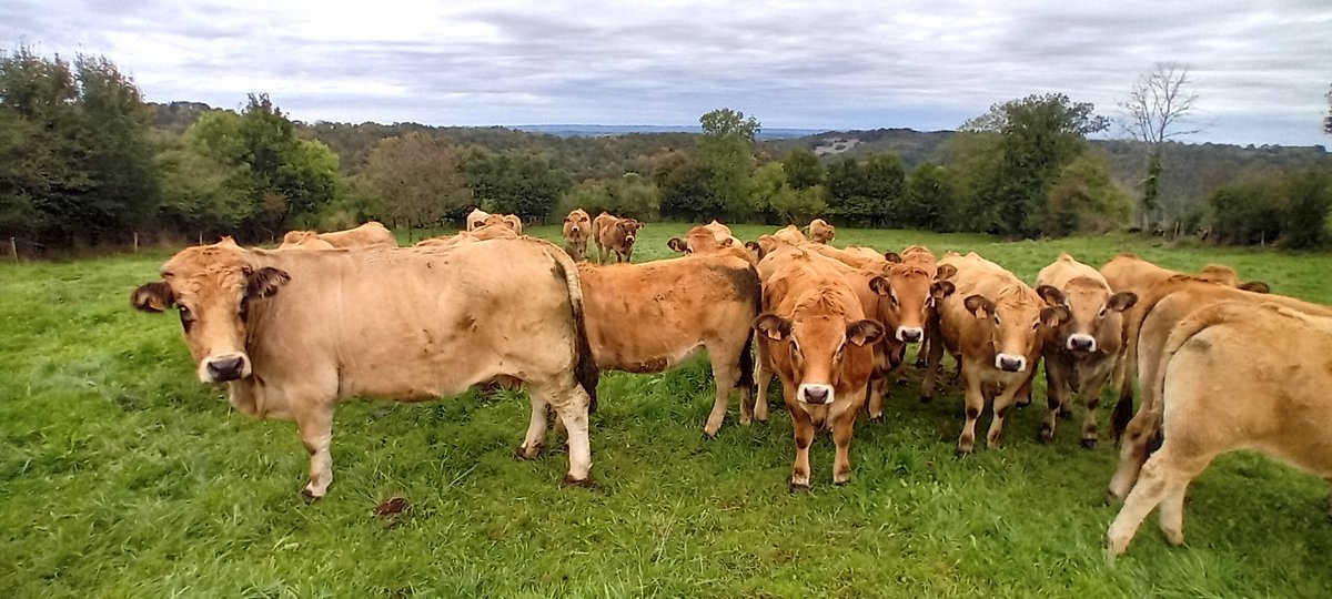 agric15's tweet image. Je lui avais promis à ma vieille Varoise 21 ans de la garder jusqu a la fin. Elle ne fait plus de veaux mais elle accompagne les jeunes génisses
Elle est avec moi depuis le début de mon activité depuis 2006
Elle restera la jusqu au bout