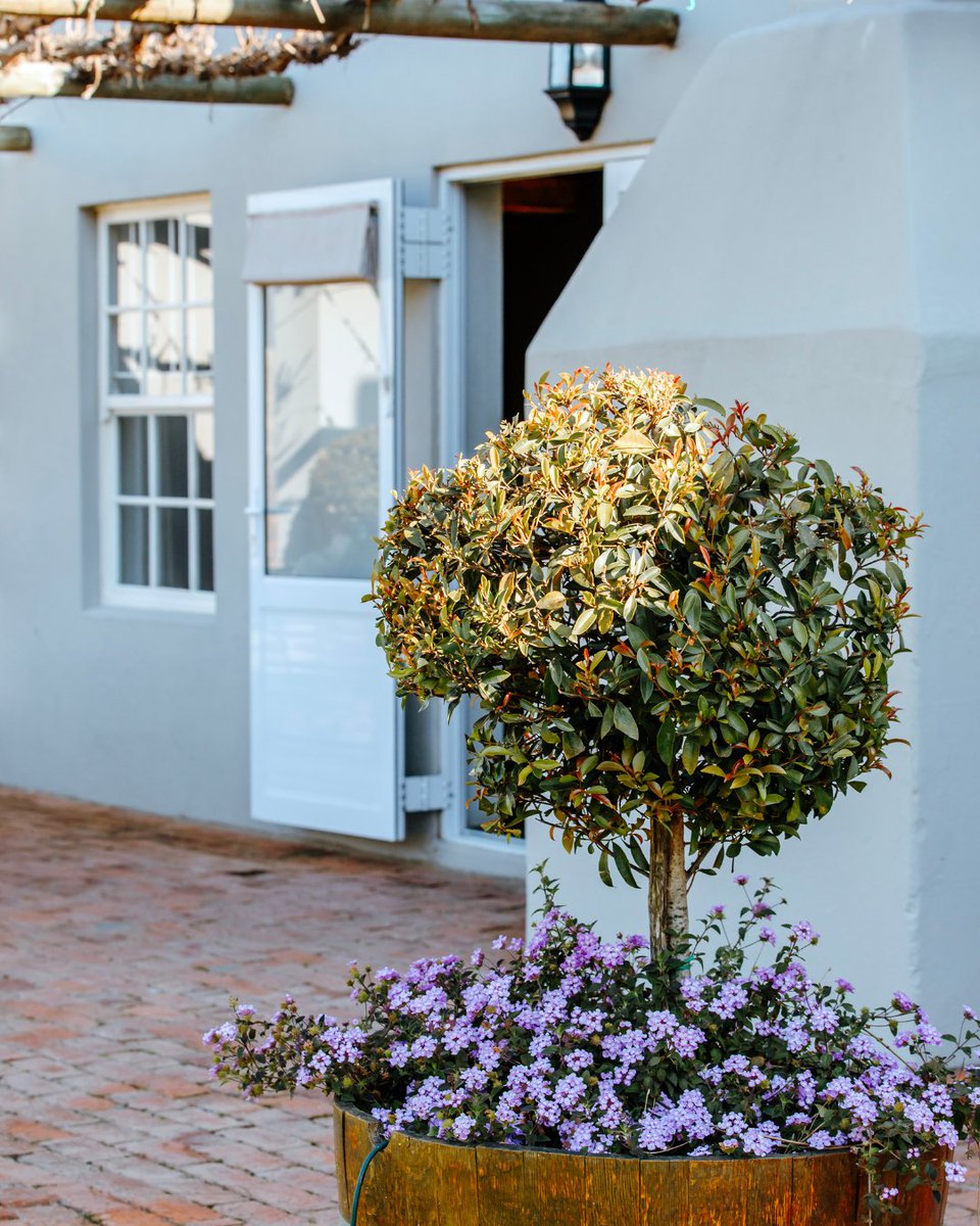Saronsberg's tweet image. Dreaming of a countryside escape?
The forecast is calling you to Saronsberg Vineyard Cottages! 🌞🌿 saronsberg.com/view-cottages
#saronsberg #tulbagh #travel #romanticgetaway #capetown #westerncape #thisissouthafrica #travelgram #capetownsouthafrica #southafricatravel