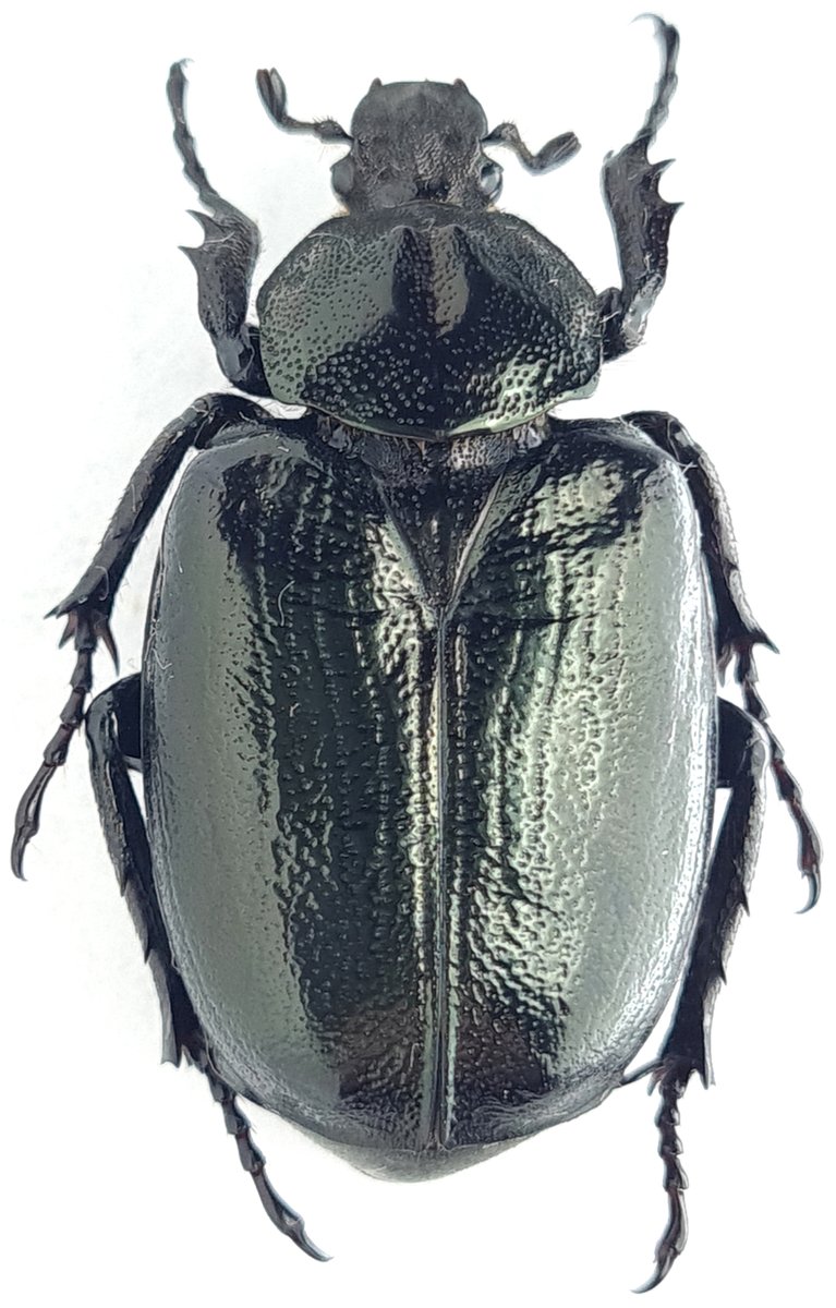 Osmoderma lassalei. Greece.