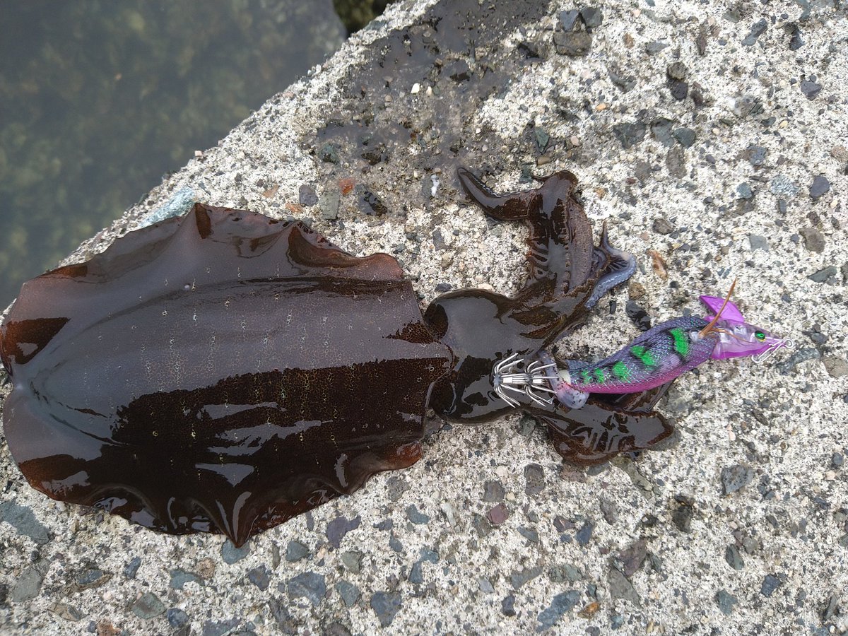 ACE92990604's tweet photo. アモラスもいい感じ♪ https://t.co/fiYFmt0Uzd